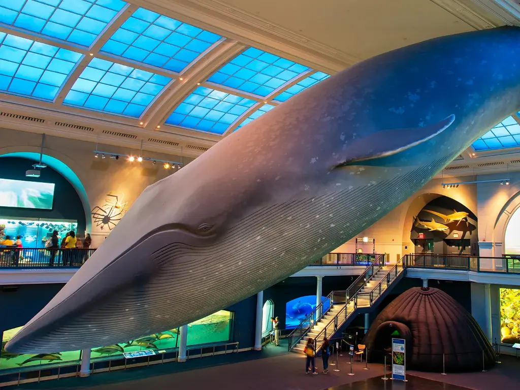 American Museum of Natural History