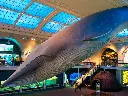American Museum of Natural History